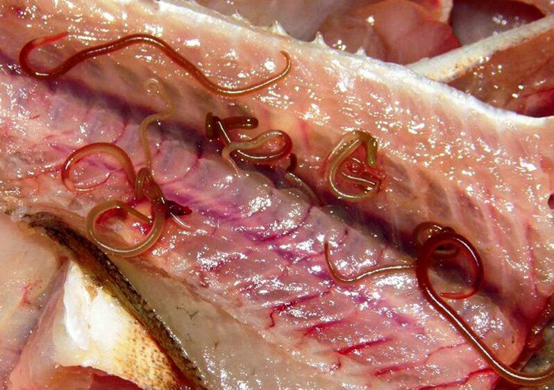 Würmer in rohem Fisch